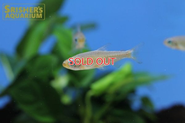 画像4: フェナコグラムス SP オレンジマコウア