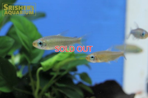 画像7: フェナコグラムス SP オレンジマコウア