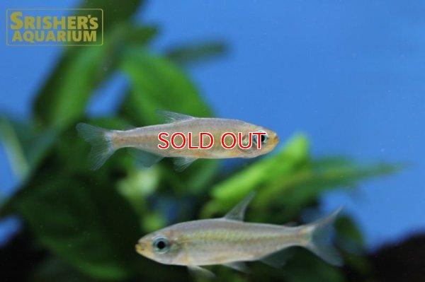 画像3: フェナコグラムス SP オレンジマコウア