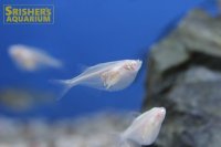 アルビノシルバーハチェット