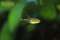 ブリタニクティスイエロー(イエローブリタニクティス)