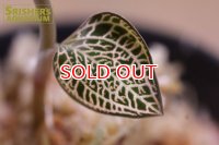 観葉植物 アネクトキルス ロクスバーギー "GOLD VEIN TYPE"