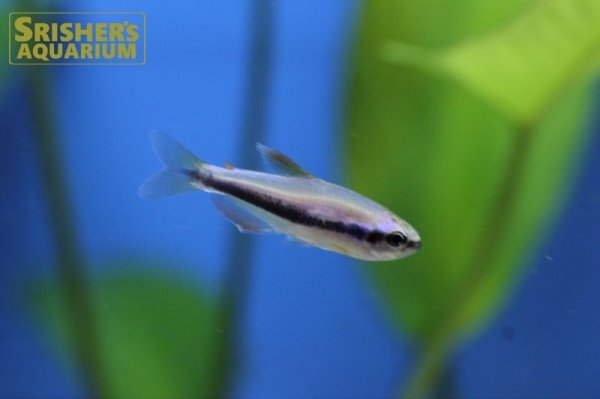 画像6: インパイクティスケリー（ブリード）