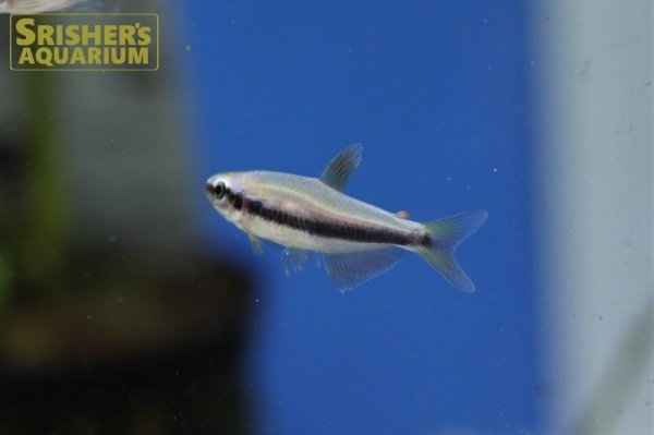 画像4: インパイクティスケリー（ブリード）