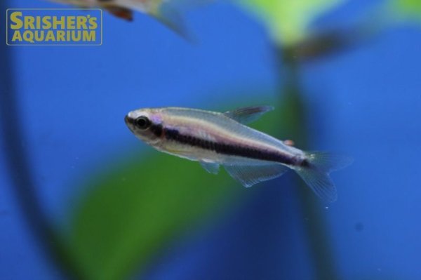 画像3: インパイクティスケリー（ブリード）