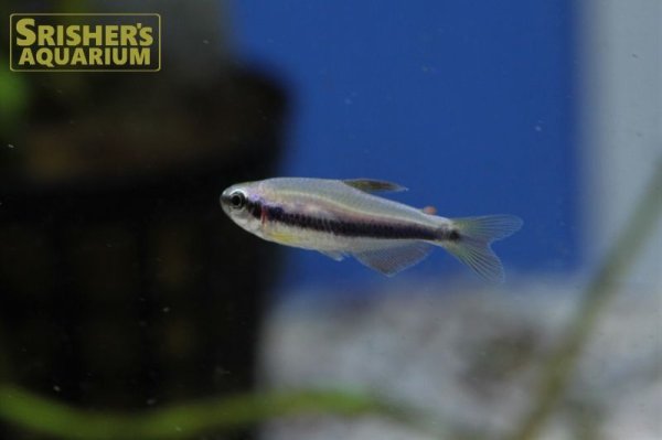 画像5: インパイクティスケリー（ブリード）