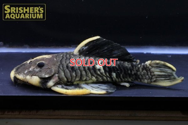 画像4: ゴールデンマーブルダルマプレコ