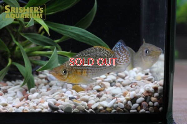 画像6: グリーンセルフィンモーリー（ベリフェラ）（ペア）