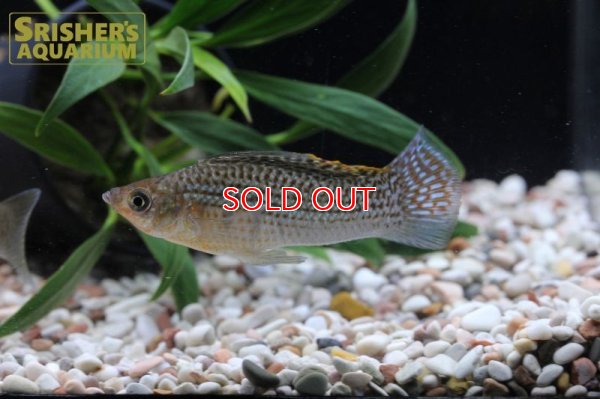 画像4: グリーンセルフィンモーリー（ベリフェラ）（ペア）