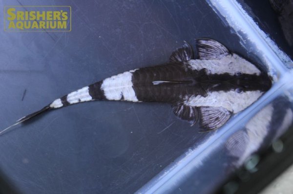 画像7: カメレオンロリカリア（ペルー）