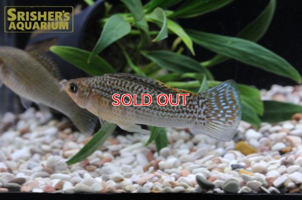 画像5: グリーンセルフィンモーリー（ベリフェラ）（ペア）