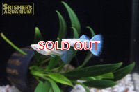 国産RREA アクアマリンネオンテール　グッピー（トパーズ）（ペア）