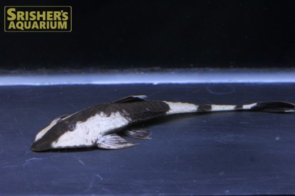 画像4: カメレオンロリカリア（ペルー）