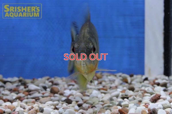 画像8: ブラックピラニア　イエローベリー（アラグアイア）