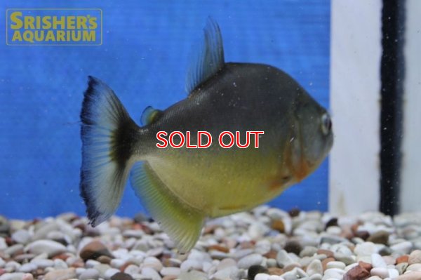 画像7: ブラックピラニア　イエローベリー（アラグアイア）