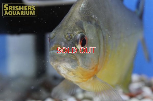 画像4: ブラックピラニア　イエローベリー（アラグアイア）