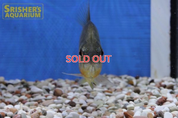 画像9: ブラックピラニア　イエローベリー（アラグアイア）