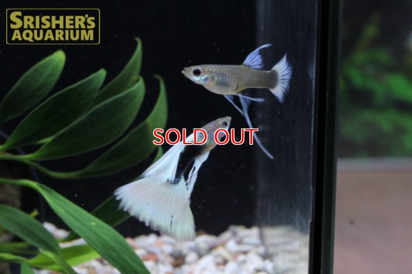 画像4: 国産ドイツイエロータキシードグッピーリボン（トリオ）