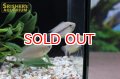 ハニードワーフグラミー WILD