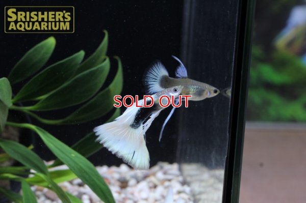 画像5: 国産ドイツイエロータキシードグッピーリボン（トリオ）