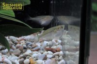 シルバーハチェット
