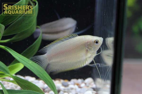 画像3: ハニードワーフグラミー WILD