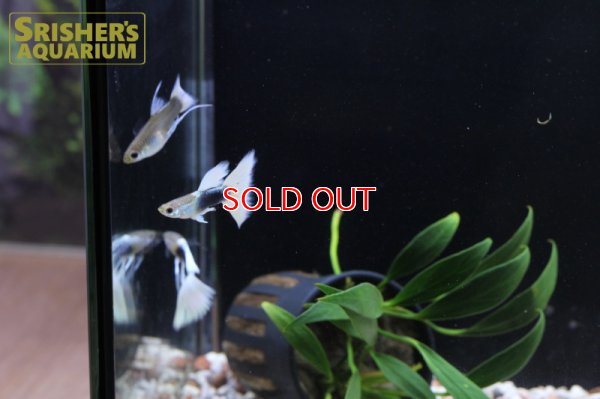 画像6: 国産ドイツイエロータキシードグッピーリボン（トリオ）