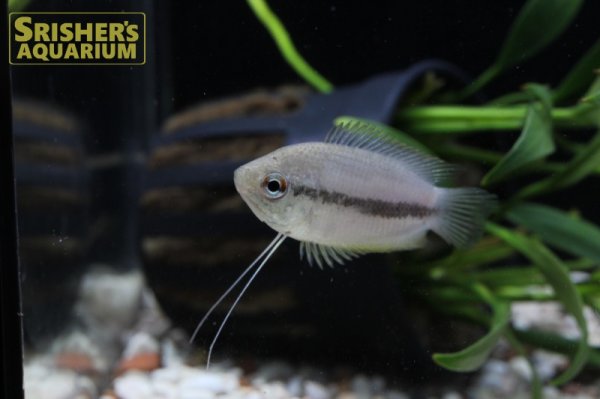 画像5: ハニードワーフグラミー WILD