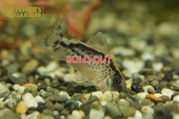 画像7: コリドラス ロングノーズエヴェリナエ n -2