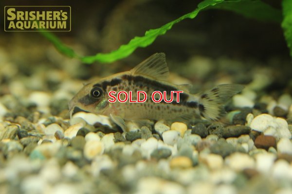 画像3: コリドラス ロングノーズエヴェリナエ n -2