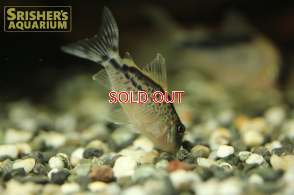 画像6: コリドラス ロングノーズエヴェリナエ n -2