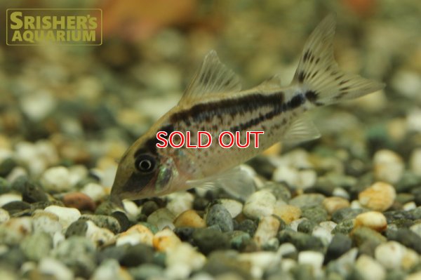 画像4: コリドラス ロングノーズエヴェリナエ n -2