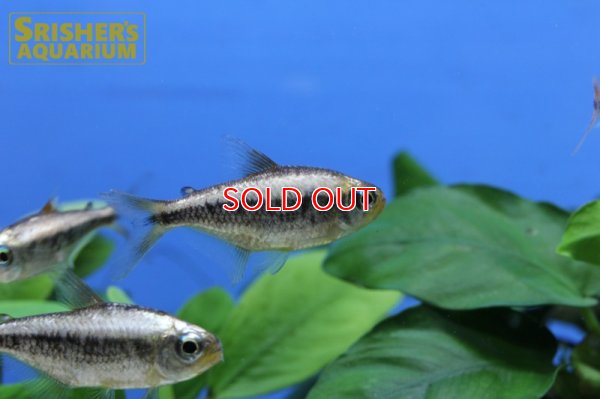 画像3: プラチナイエローコギャルテトラ WILD
