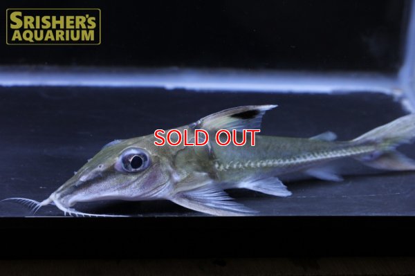 画像6: ロングノーズコンコルドキャット （ペルー）