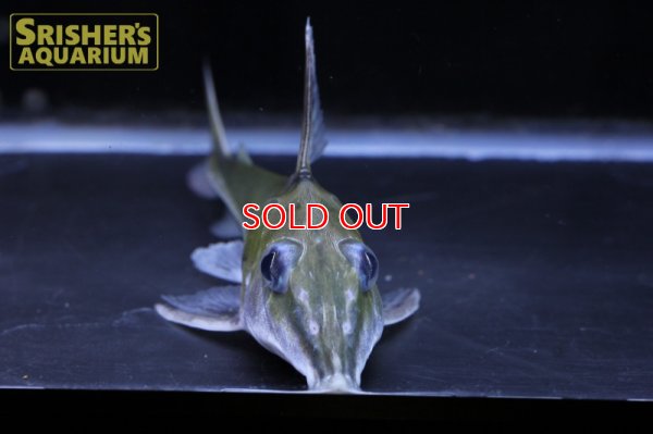 画像5: ロングノーズコンコルドキャット （ペルー）