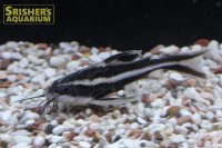 ストライプトーキングキャット（ブリード）　
