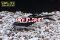 ホワイトライントーキングキャット　