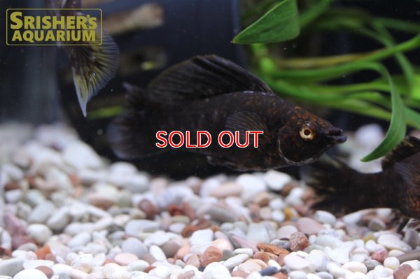 画像6: チョコレートセルフィンモーリー（ベリフェラ）（ペア）