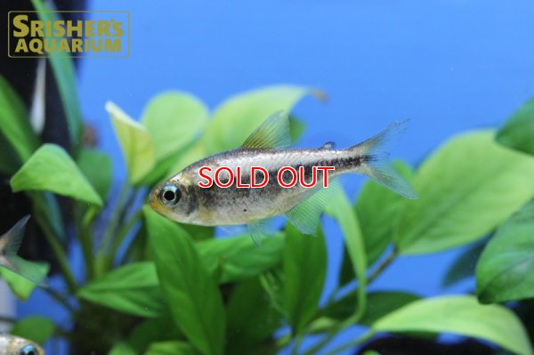 画像8: プラチナイエローコギャルテトラ WILD