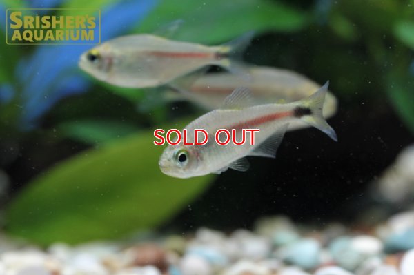 画像4: パステルリリーテトラ WILD　