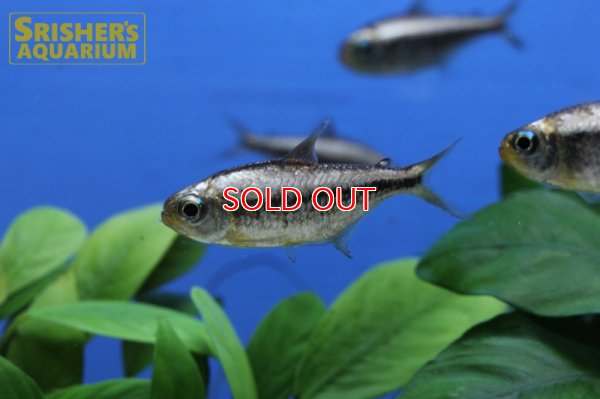画像10: プラチナイエローコギャルテトラ WILD