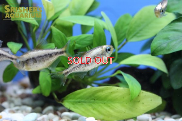 画像7: プラチナイエローコギャルテトラ WILD
