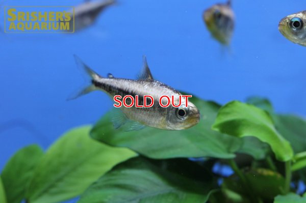 画像9: プラチナイエローコギャルテトラ WILD