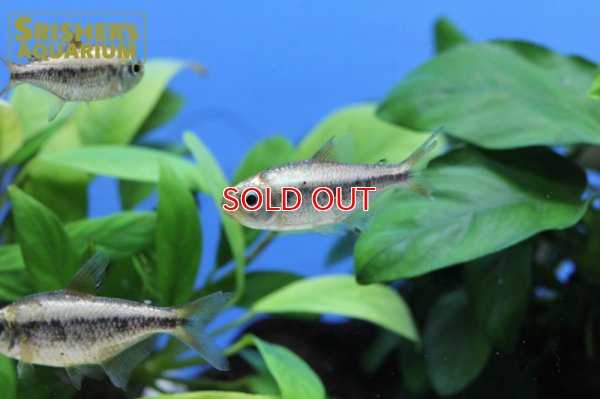 画像5: プラチナイエローコギャルテトラ WILD