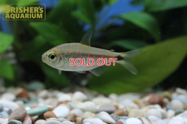 画像6: パステルリリーテトラ WILD　