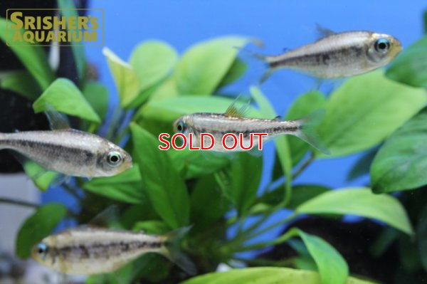 画像6: プラチナイエローコギャルテトラ WILD