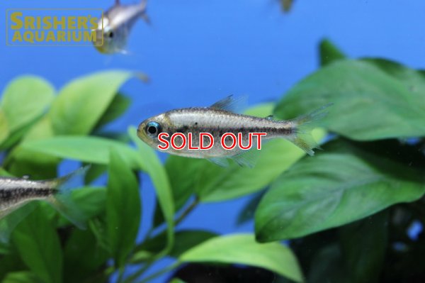 画像4: プラチナイエローコギャルテトラ WILD