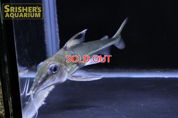 画像10: ロングノーズコンコルドキャット （ペルー）