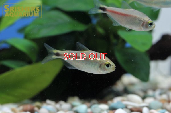 画像3: パステルリリーテトラ WILD　