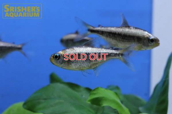 画像11: プラチナイエローコギャルテトラ WILD